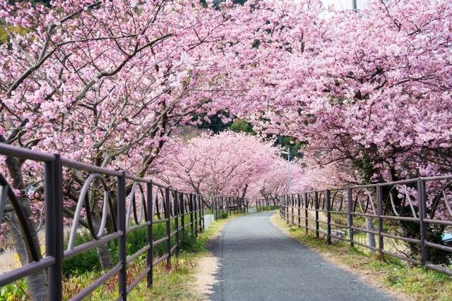 参加2023年热海梅园“梅花节”、亮点与交通
