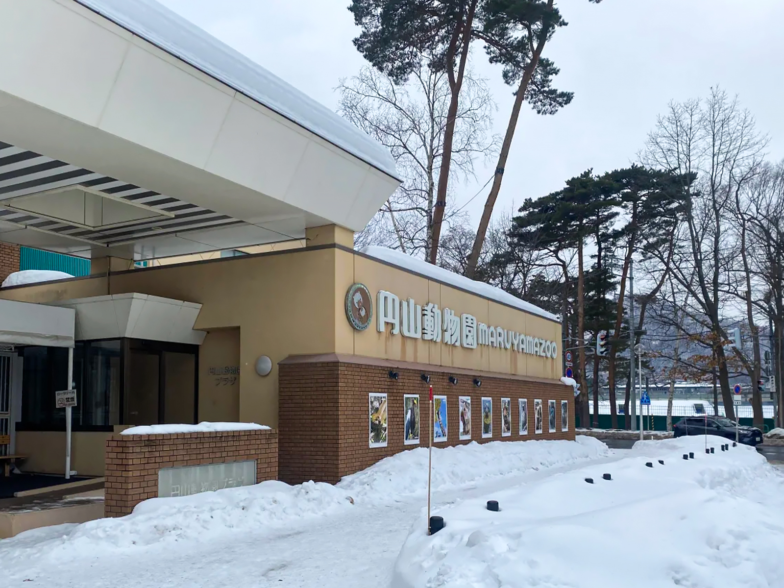 札幌圆山动物园｜雪地里的治愈暴击