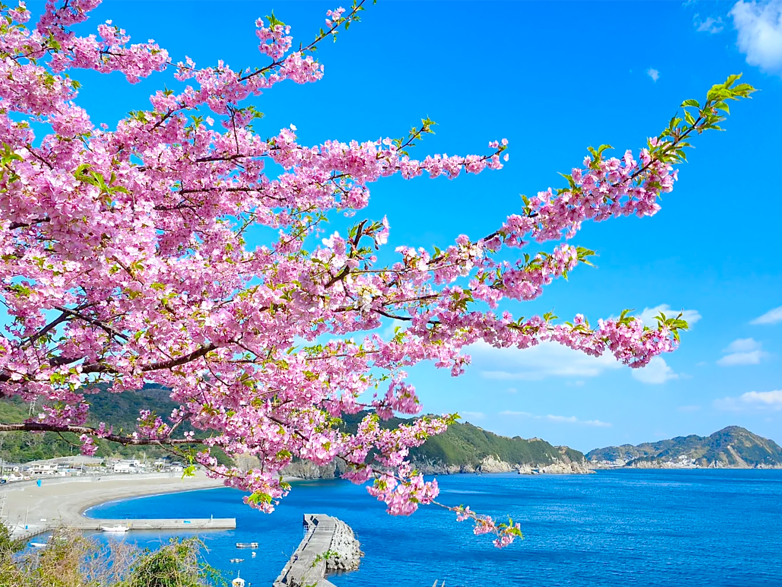 冲绳早樱攻略｜1-2月邂逅粉色樱花海